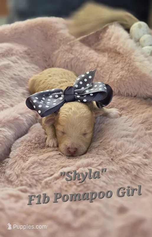 Shyla – Pomapoo puppy for sale in Donnelly, MN