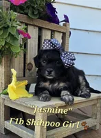 Jasmine, a female Shihpoo for sale in Donnelly, MN – 2 of 3