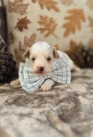 Walter, a male Yorkipoo for sale in Donnelly, MN – 6 of 10