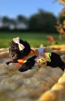 Kehlani , a female Peekapoo for sale in Donnelly, MN – 6 of 10