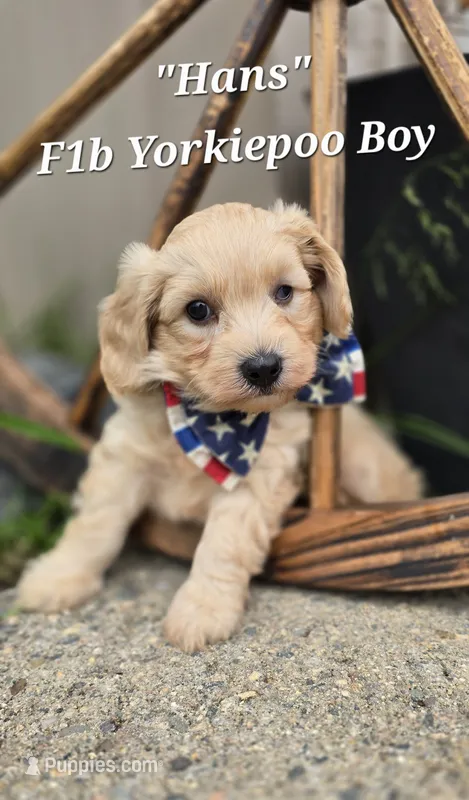 Hans – Yorkipoo puppy for sale in Donnelly, MN