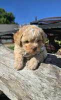 Hercules , a male Shihpoo for sale in Donnelly, MN – 4 of 5
