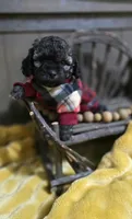 Kyson , a male Peekapoo for sale in Donnelly, MN – 4 of 7