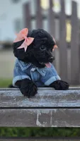 Anchor , a female Peekapoo for sale in Donnelly, MN – 8 of 9