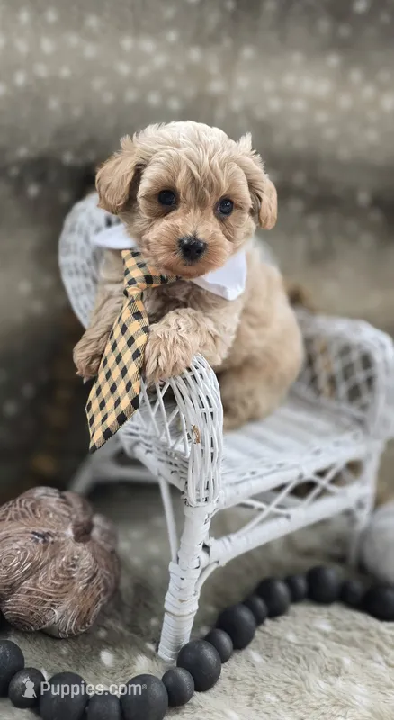 Alfie – Yorkipoo puppy for sale in Donnelly, MN