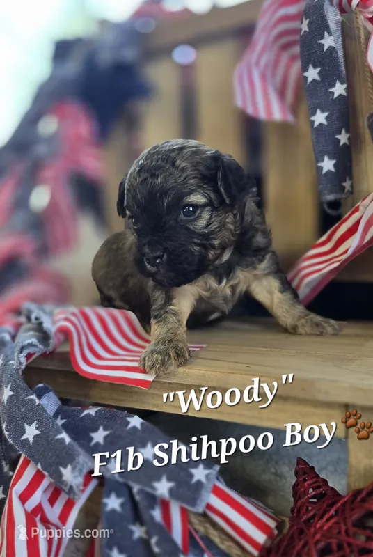 Woody – Shihpoo puppy for sale in Donnelly, MN