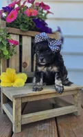 Jasmine, a female Shihpoo for sale in Donnelly, MN – 3 of 3