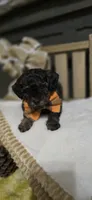 Shotty, a male Pomapoo for sale in Donnelly, MN – 8 of 8