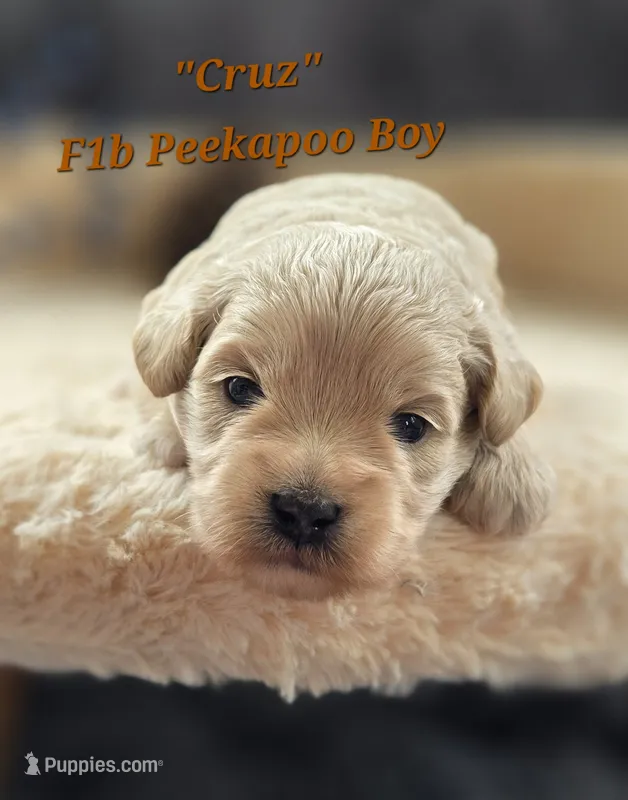 Cruz – Peekapoo puppy for sale in Donnelly, MN