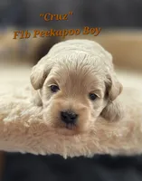 Cruz, a male Peekapoo for sale in Donnelly, MN – 1 of 4