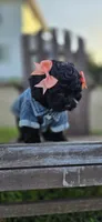 Anchor , a female Peekapoo for sale in Donnelly, MN – 4 of 9
