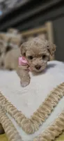 Shyla, a female Pomapoo for sale in Donnelly, MN – 3 of 7