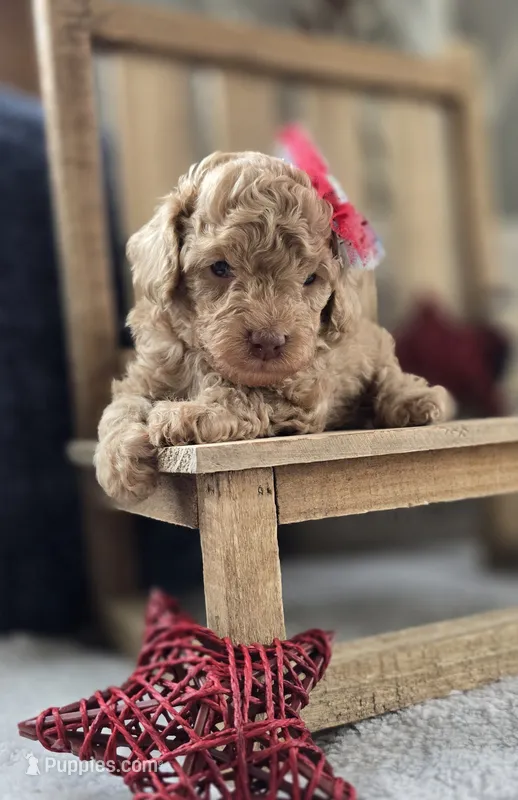 Hope – Poodle - Toy  puppy for sale in Donnelly, MN