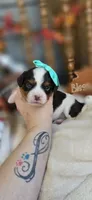 Bessie, a female Cavapoo for sale in Donnelly, MN – 9 of 9