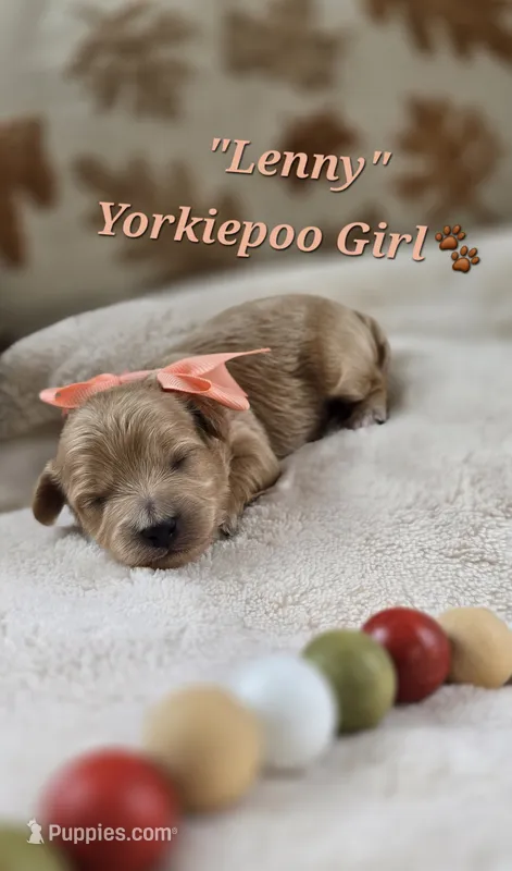 Lenny – Yorkipoo puppy for sale in Donnelly, MN