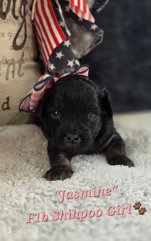 Jasmine – Shihpoo puppy for sale in Donnelly, MN