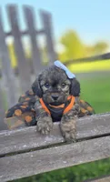 Kalina, a female Peekapoo for sale in Donnelly, MN – 5 of 10