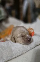 Macchiato , a male Cockapoo for sale in Donnelly, MN – 7 of 7