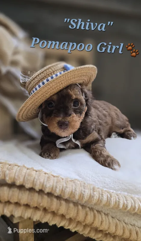 Shiva – Pomapoo puppy for sale in Donnelly, MN