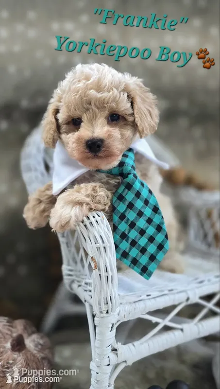 Frankie – Yorkipoo puppy for sale in Donnelly, MN