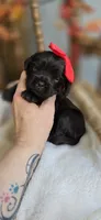 Billie, a female Cavapoo for sale in Donnelly, MN – 4 of 9