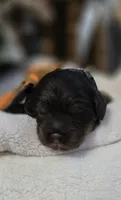 Espresso , a male Cockapoo for sale in Donnelly, MN – 1 of 7