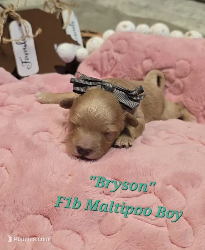 Bryson – Maltipoo puppy for sale in Donnelly, MN