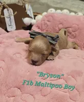 Bryson, a male Maltipoo for sale in Donnelly, MN – 1 of 8