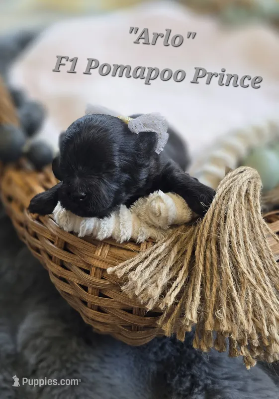 Arlo  – Pomapoo puppy for sale in Donnelly, MN