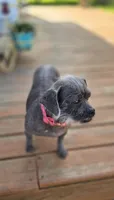 Cammy, a female Peekapoo for sale in Donnelly, MN – 2 of 3
