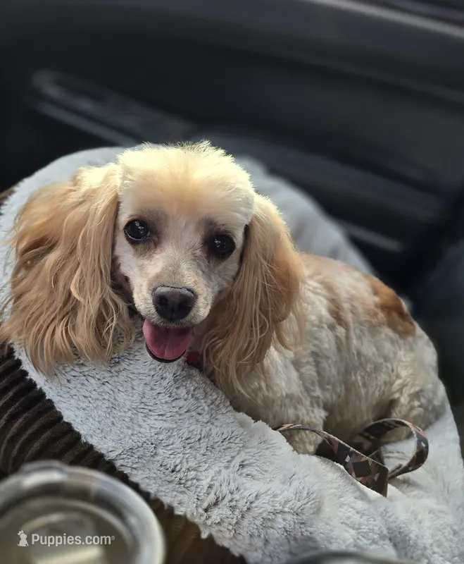 Harper – Yorkipoo puppy on hold in Donnelly, MN