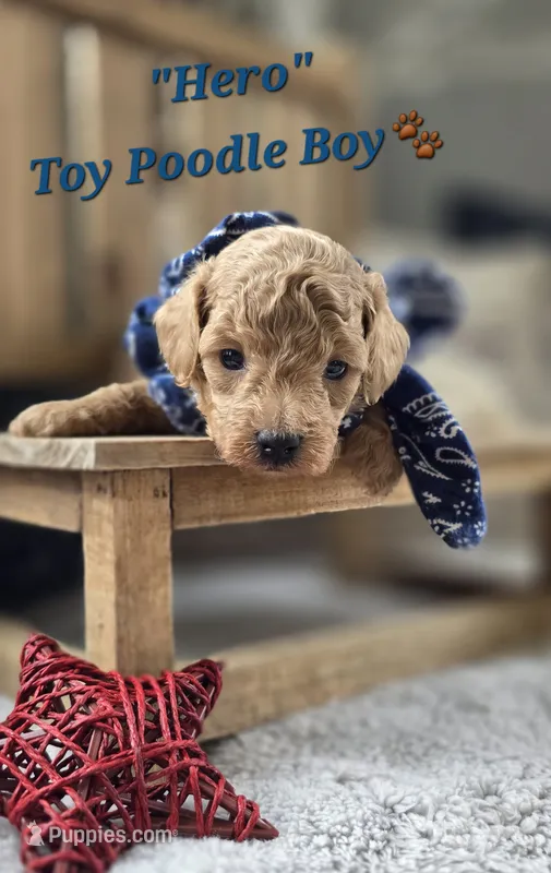 Hero – Poodle - Toy  puppy for sale in Donnelly, MN