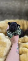 Kyson , a male Peekapoo for sale in Donnelly, MN – 3 of 5