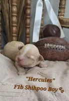 Hercules , a male Shihpoo for sale in Donnelly, MN – 1 of 1