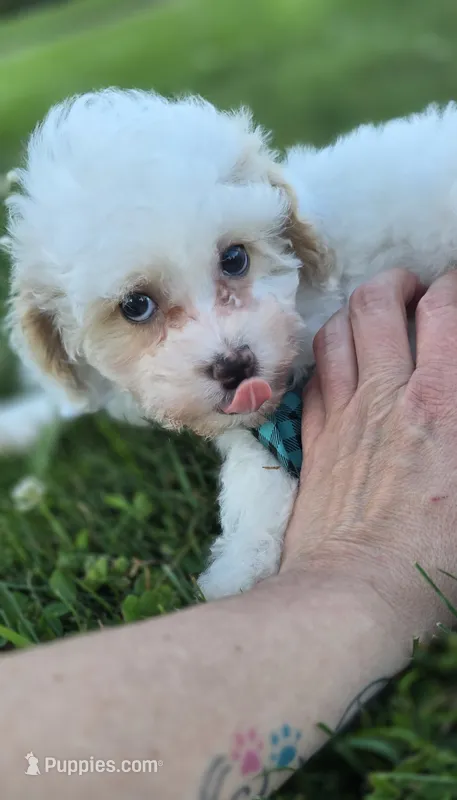 Cloudy – Shihpoo puppy for sale in Donnelly, MN