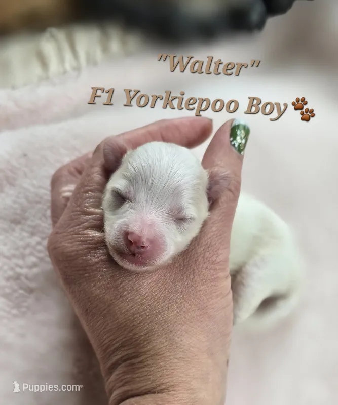 Walter – Yorkipoo puppy for sale in Donnelly, MN