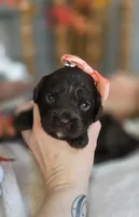 Stevie, a female Cavapoo for sale in Donnelly, MN – 6 of 8