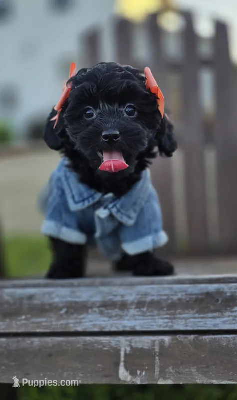 Anchor  – Peekapoo puppy for sale in Donnelly, MN