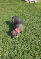 Cammy, a female Peekapoo for sale in Donnelly, MN – 3 of 3