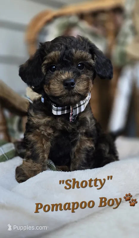 Shotty – Pomapoo puppy for sale in Donnelly, MN