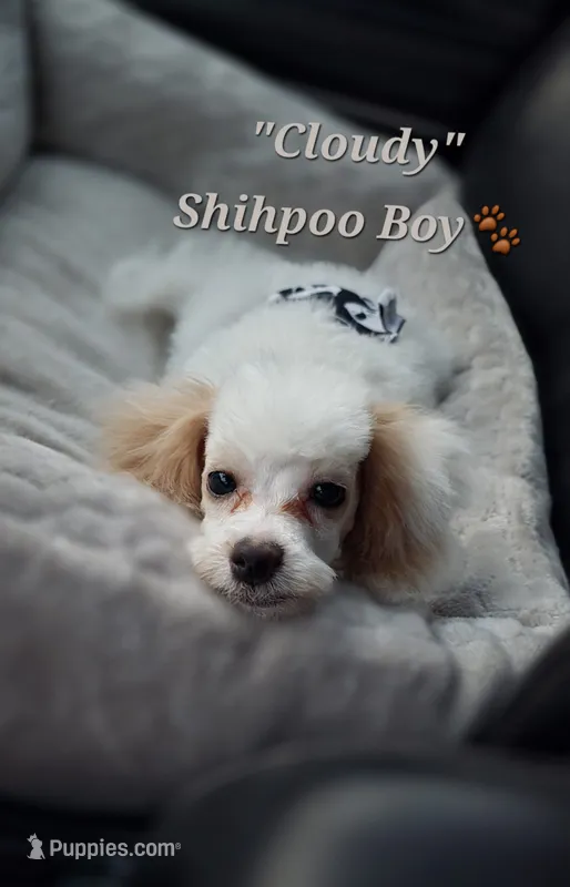 Cloudy – Shihpoo puppy for sale in Donnelly, MN