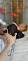 Stevie, a female Cavapoo for sale in Donnelly, MN – 3 of 8