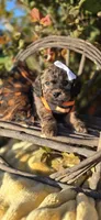 Kalina, a female Peekapoo for sale in Donnelly, MN – 3 of 10