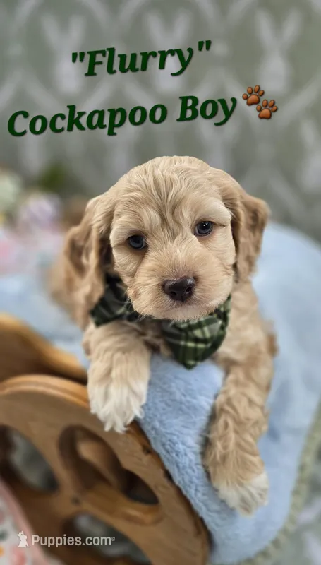 Flurry – Cockapoo puppy for sale in Donnelly, MN