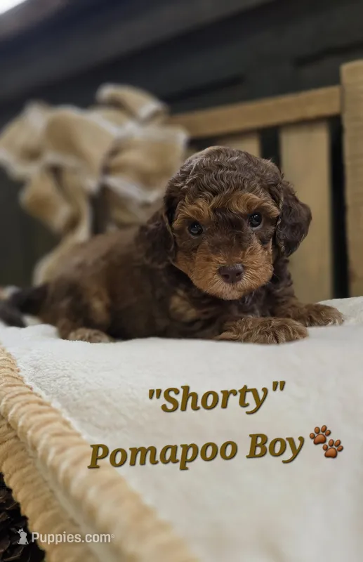 Shorty – Pomapoo puppy for sale in Donnelly, MN