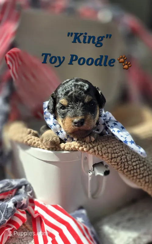 King – Poodle - Toy  puppy for sale in Donnelly, MN