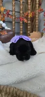 Lizzie, a female Cavapoo for sale in Donnelly, MN – 8 of 8