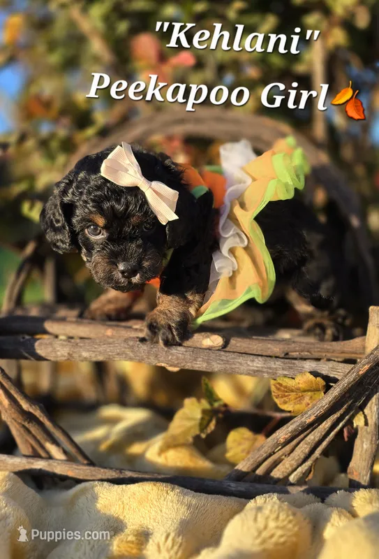 Kehlani  – Peekapoo puppy for sale in Donnelly, MN