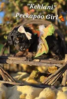 Kehlani , a female Peekapoo for sale in Donnelly, MN – 1 of 10