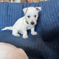 Bucky, a male West Highland White Terrier for sale in Kopperl, TX – Photo 4 of 7